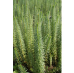 Pond Plant - Hippuris vulgaris (Mares Tail) - Pack of 3 Plug Plants