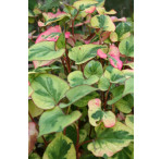 Pond Plant - Houttuynia cordata variegata (Variegated Orange Peel Plant) - Pack of 3 Plug Plants