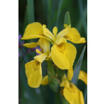 Pond Plant - Iris pseudacorus (Yellow Water Iris) - Pack of 3 Plug Plants