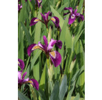 Pond Plant - Iris versicolor (American Water Iris) - Pack of 3 Plug Plants