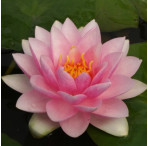 Pond Plant - Pink Waterlily (1L)
