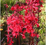 Pond Plant - Lobelia 'Queen Victoria' (Scarlet Lobelia) - Pack of 3 Plug Plants