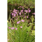 Pond Plant - Lychnis flos cuculi (Ragged Robin) - Pack of 3 Plug Plants
