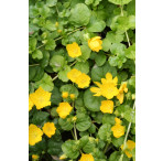 Pond Plant - Lysimachia nummularia aurea (Golden Creeping Jenny) - Pack of 3 Plug Plants