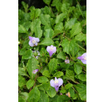 Pond Plant - Mazus reptans (Chinese Marsh Flower) - Pack of 3 Plug Plants