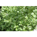Pond Plant - Nasturtium aquaticum (Watercress) - Pack of 3 Plug Plants