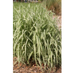 Pond Plant - Phalaris arundinacea ‘Picta’ (Gardener’s Garters) - Pack of 3 Plug Plants