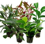 Tropical Aquarium Plant Pack - Special