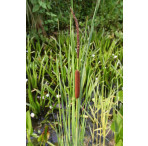 Pond Plant - Typha angustifolia (Small Reed Mace) -  Pack of 3 Plug Plants