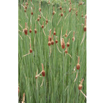 Pond Plant - Typha minima (Miniature Reed Mace) - Pack of 3 Plug Plants