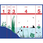 Pond Plant - Red Waterlily (1L)