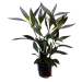 Tropical Aquarium Plant - Hygrophila guanensis (Pack of 3)