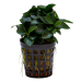 Tropical Aquarium Plant - Anubias nana 'Bonsai' (Pack of 3)