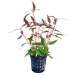 Tropical Aquarium Plant - Alternanthera rosaefolia 'Mini' (Pack of 3)