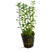 Tropical Aquarium Plant - Rotala indica (Pack of 3)