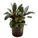 Tropical Aquarium Plant - Bucephalandra theia (Pack of 3)