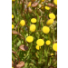 Pond Plant - Cotula coronopifolia (Golden Buttons) - Pack of 3 Plug Plants