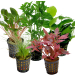 Tropical Aquarium Plant Pack - Deluxe