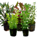 Tropical Aquarium Plant Pack - Basic