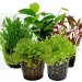 Tropical Aquarium Plant Pack - Foreground