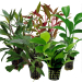 Tropical Aquarium Plant Pack - Special