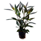 Tropical Aquarium Plant - Hygrophila guanensis (Pack of 3)