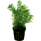 Tropical Aquarium Plant - Limnophila heterophylla (Pack of 3)