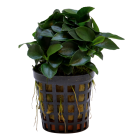 Tropical Aquarium Plant - Anubias nana 'Bonsai' (Pack of 3)