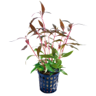 Tropical Aquarium Plant - Alternanthera rosaefolia 'Mini' (Pack of 3)