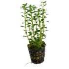 Tropical Aquarium Plant - Rotala indica (Pack of 3)