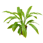 Tropical Aquarium Plant - Echinodorus amazonicus (Pack of 3)