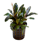 Tropical Aquarium Plant - Bucephalandra theia (Pack of 3)