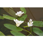 Pond Plant - Aponogeton distacyum (Water Hawthorn) 1L