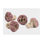 TMC Coral Frag Plugs  - Standard x10