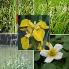 Pond Plant Pack - Filter Feeding (Pack of 5 Plug Plants)