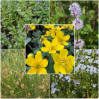 Pond Plant Pack - Wildlife/Native (Pack of 5 Plug Plants)