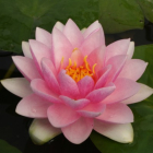 Pond Plant - Pink Waterlily (1L)