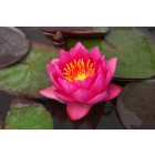 Pond Plant - Red Waterlily (1L)