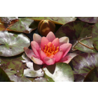 Pond Plant - Variable Waterlily (1L)