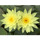 Pond Plant - Yellow Waterlily (1L)