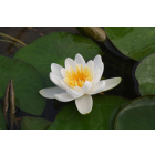 Pond Plant - White Miniature Waterlily (1L)