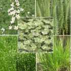 Pond Plant Pack - Oxygenators (Pack of 5 Plug Plants)