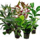 Tropical Aquarium Plant Pack - Special