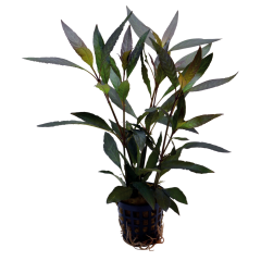 Tropical Aquarium Plant - Hygrophila guanensis (Pack of 3)