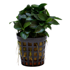 Tropical Aquarium Plant - Anubias nana 'Bonsai' (Pack of 3)