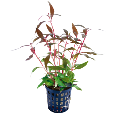 Tropical Aquarium Plant - Alternanthera rosaefolia 'Mini' (Pack of 3)