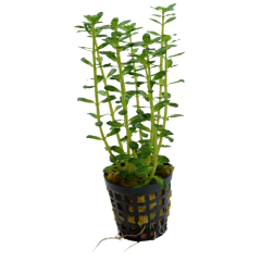 Tropical Aquarium Plant - Rotala indica (Pack of 3)