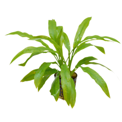 Tropical Aquarium Plant - Echinodorus amazonicus (Pack of 3)