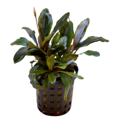 Tropical Aquarium Plant - Bucephalandra theia (Pack of 3)