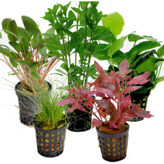 Tropical Aquarium Plant Pack - Deluxe